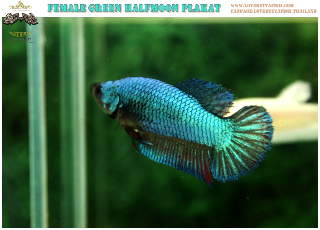 (ขายแล้วครับ)"คัดเกรด"ปลากัดครีบสั้นตัวเมีย-Female Halfmoon Plakats Fancy Green Dragon Quality Grade