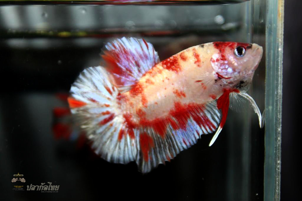 ปลากัดคัดเกรดครีบสั้น - Halfmoon Plakad Fancy Koi Quality Grade