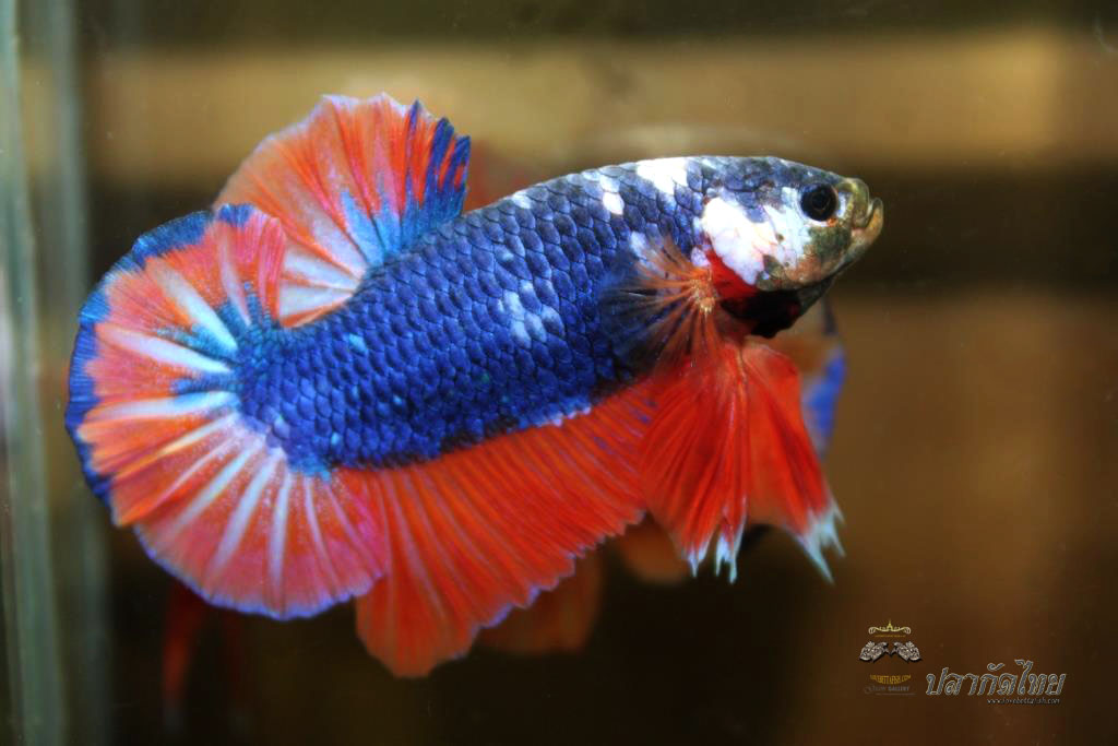 ปลาใหญาขนาดเกือบ 1.8-1.9 นิ้ว ปลากัดคัดเกรดครีบ - Halfmoon Plakad Fancy Orange Mustrad Premium Quality Grade