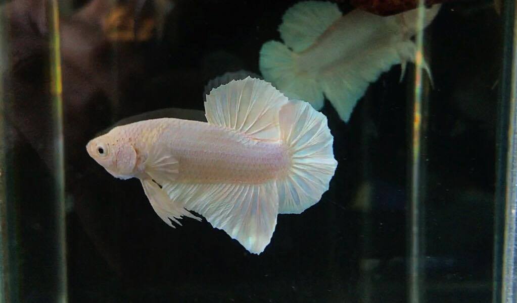 ปลากัดคัดเกรดครีบสั้น - Halfmoon Plakad White Platinum Premium Quality Grade