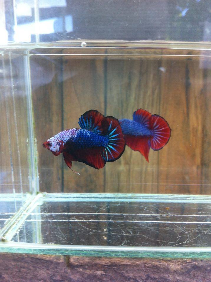 ปลากัดคัดเกรดครีบสั้น - Halfmoon Plakad Fancy Dragon Quality Grade