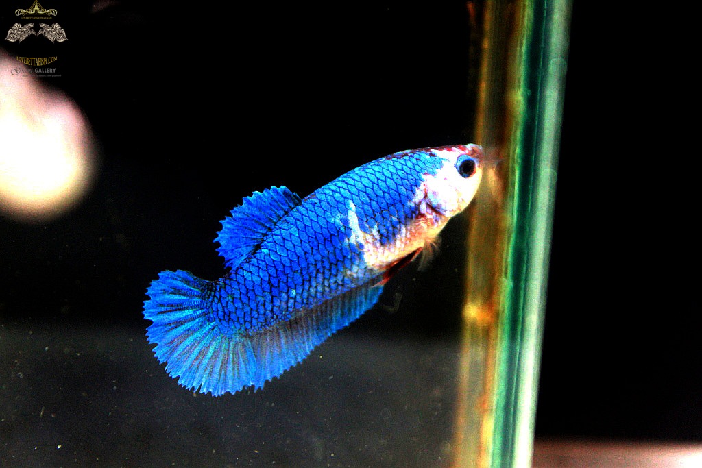 (ขายแล้วครับ)ตอนรับปีใหม่"คัดเกรด"ปลากัดครีบสั้นตัวเมีย-Halfmoon Plakats Female Green Marble