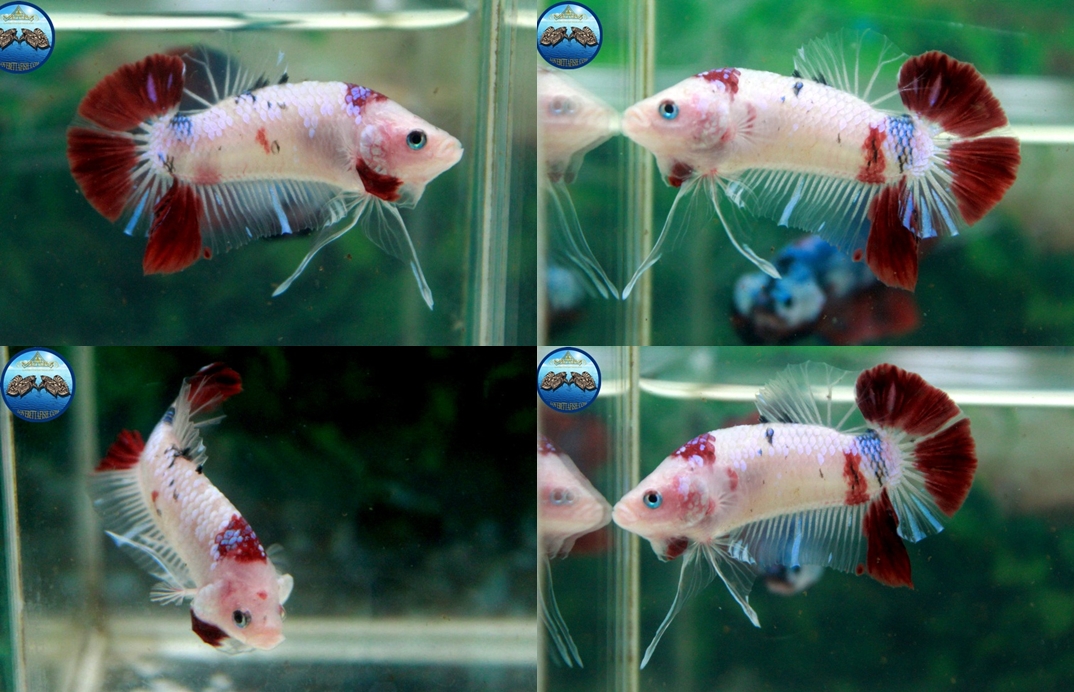 (ขายแล้วครับ)NICE LOVEBETTAFISH KOI "คัดเกรด"ปลากัดครีบสั้น-Halfmoon Plakats
