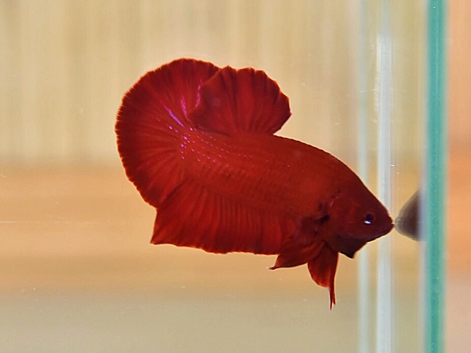 ปลากัดคัดเกรดครีบสั้น - Halfmoon Plakad Super Red Premium Quality Grade