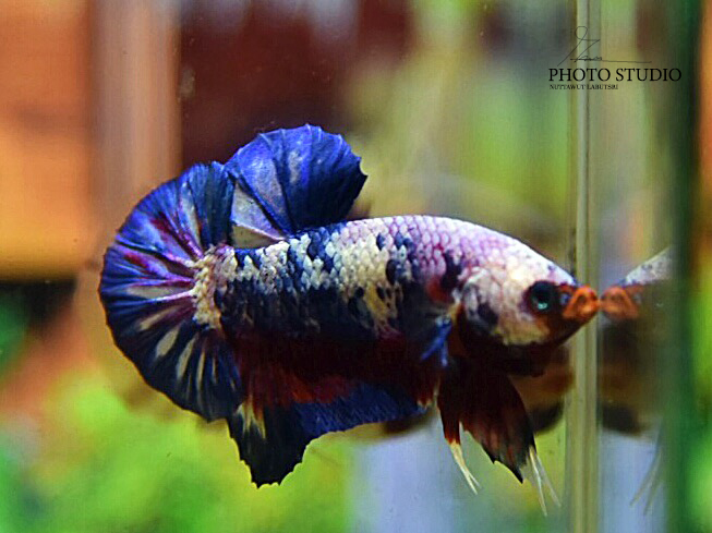 ปลากัดคัดเกรดครีบสั้นสีแฟนซี - Halfmoon Plakad Fancy Dragon Platinum Premium Quality Grade
