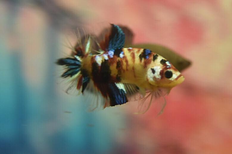 ปลากัดคัดเกรดครีบสั้น - Halfmoon Plakad Fancy Koi Galaxy Premium Quality Grade