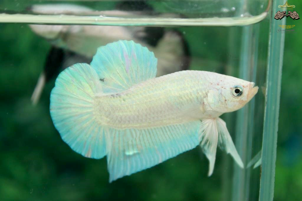 คัดเกรดปลากัดครีบสั้น - HalfMoon Plakad White Dragon Quality Grade