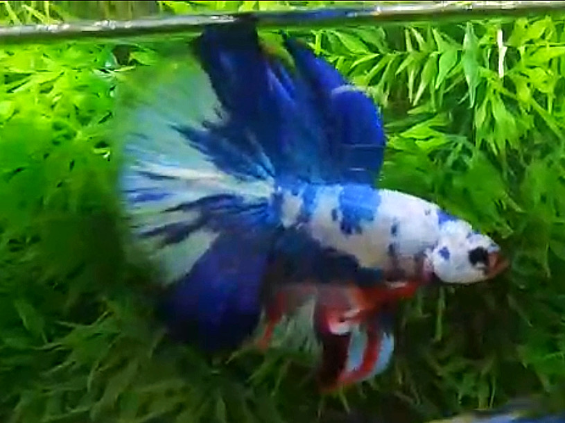 ปลากัดคัดเกรดครีบยาว - Halfmoon Fancy Blue Marble Dragon Premium Quality Grade