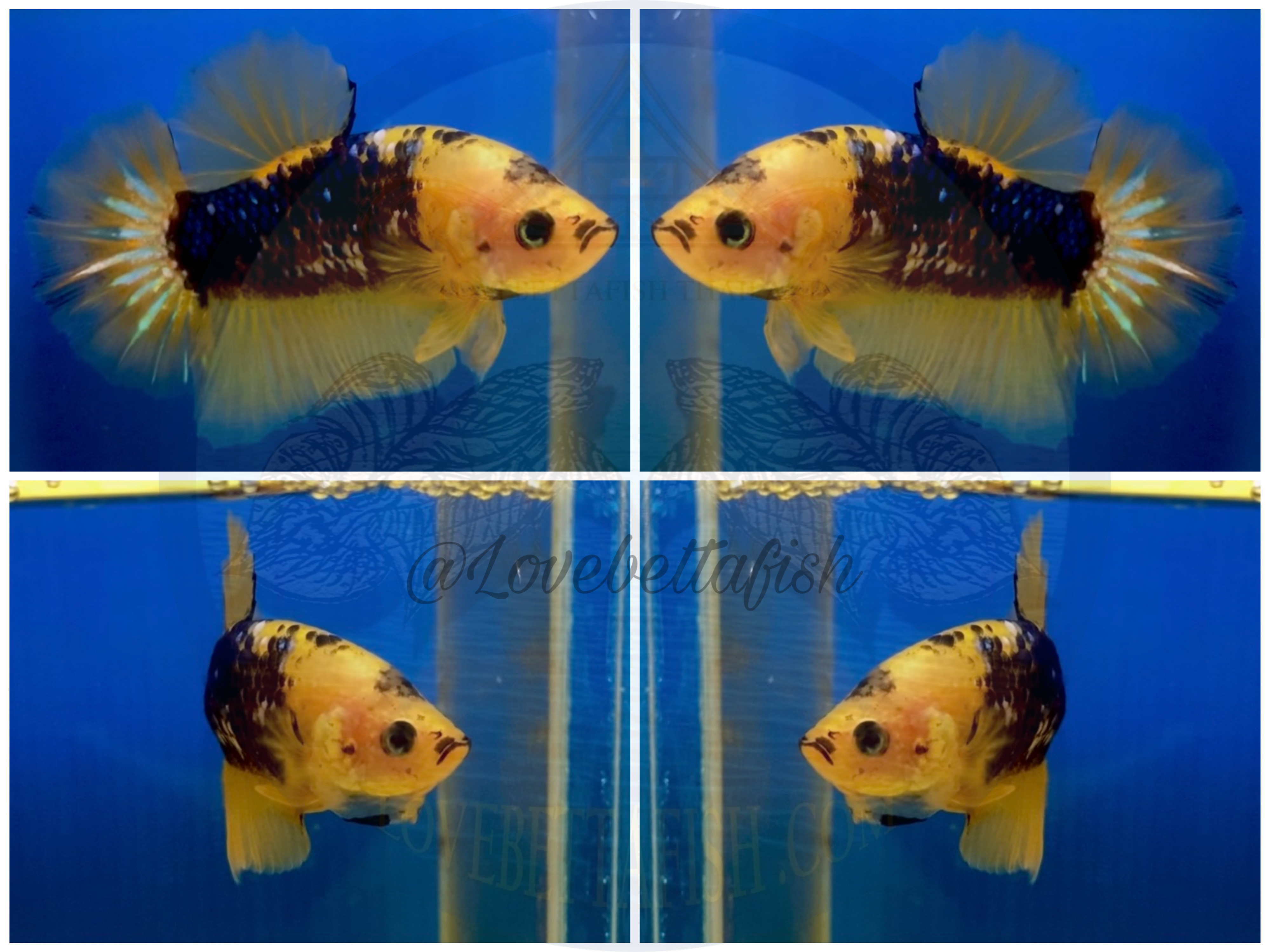 ปลากัดคัดเกรดครีบสั้น - Halfmoon Plakad Fancy Yellow Koi Premium Quality Grade