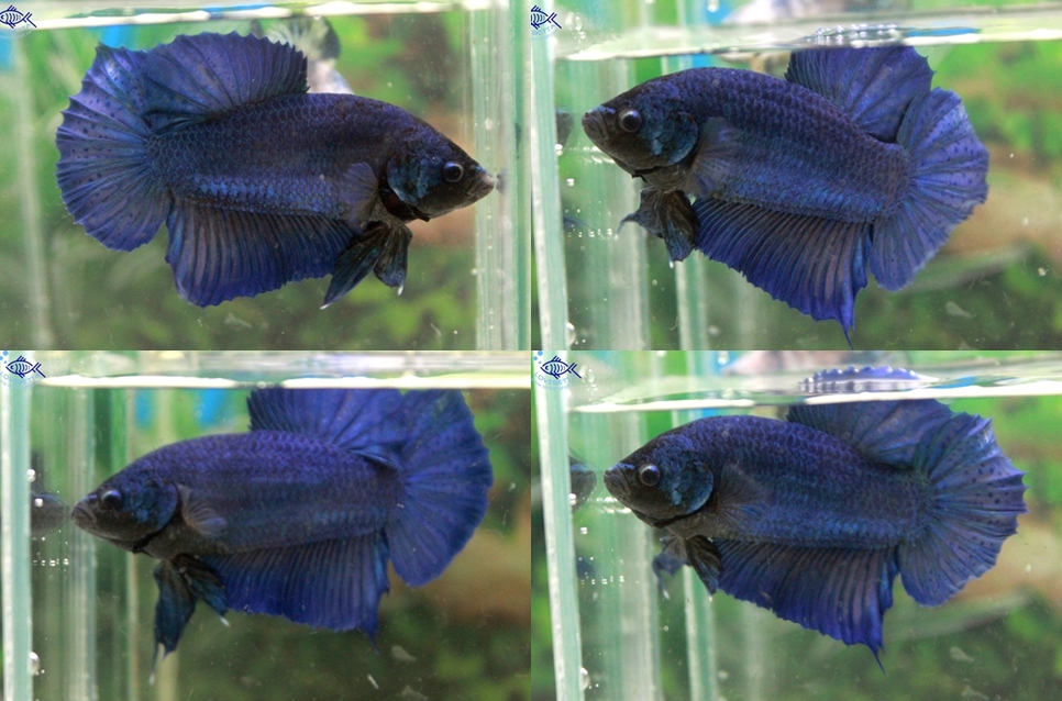 (ขายแล้วครับ)"คัดเกรด"ปลากัดยักษ์ครีบสั้น-Giant Green Blue