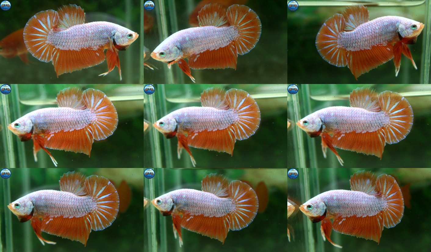 (ขายแล้วครับ)"คัดเกรด"ปลากัดครีบสั้น-Halfmoon Plakats Orange Dragon Sweet