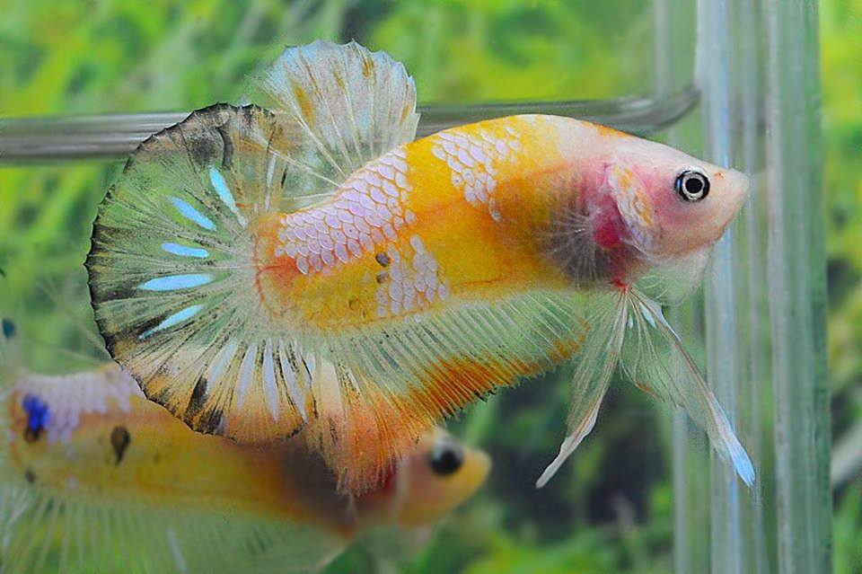 คัดเกรดปลากัดครีบสั้น- Halfmoon Plakat Fancy Yellow Koi Quality Grade