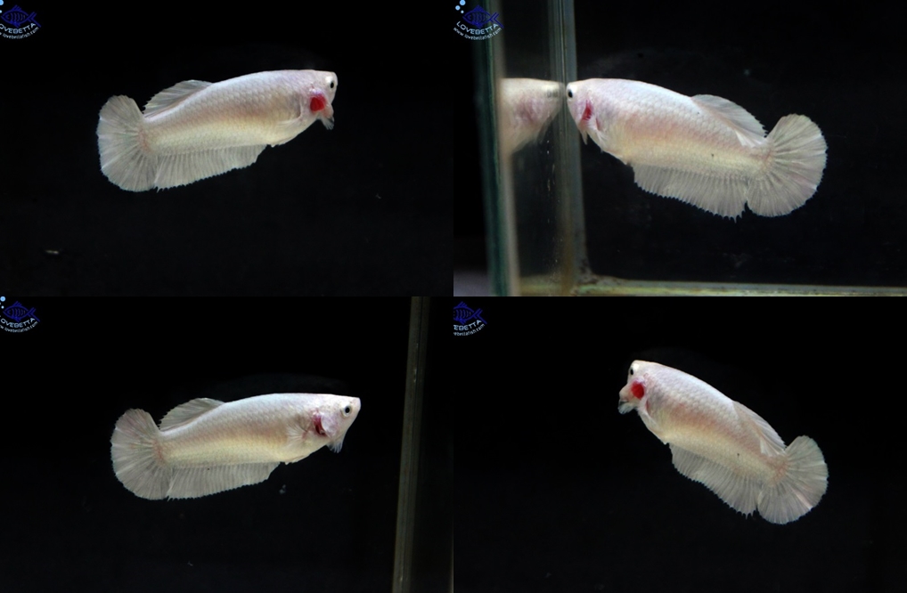 "คัดเกรด"ปลากัดครีบสั้นตัวเมีย-Halfmoon Plakats Female White Platinum