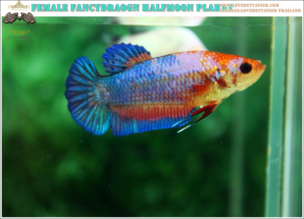 (ขายแล้วครับ)นานๆทีปล่อยตัวเมียครับ"คัดเกรด"ปลากัดครีบสั้น-Female Halfmoon Plakats Fancy Dragon Orange Quality Grade