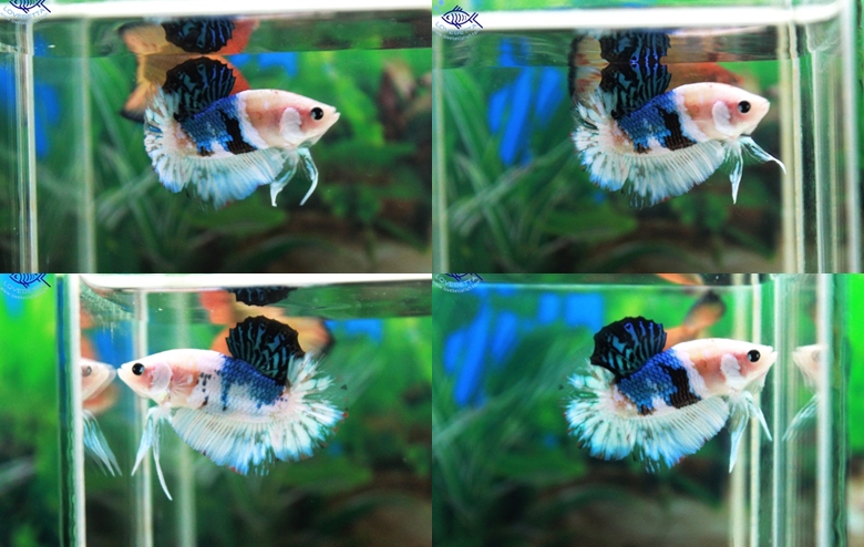 (ขายแล้วครับ)สีแปลกหายาก "คัดเกรด"ปลากัดครีบสั้น-Halfmoon Plakats Super Fancy Grade AAA