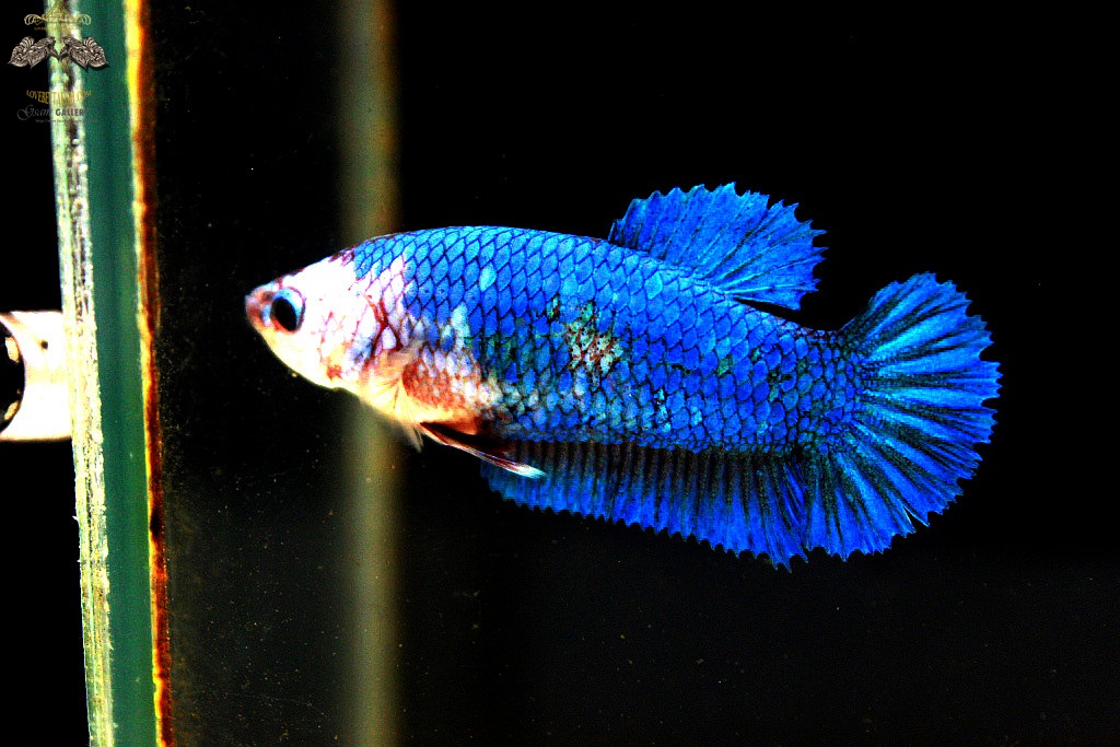 (ขายแล้วครับ)ตอนรับปีใหม่"คัดเกรด"ปลากัดครีบสั้นตัวเมีย-Halfmoon Plakats Female Green Marble