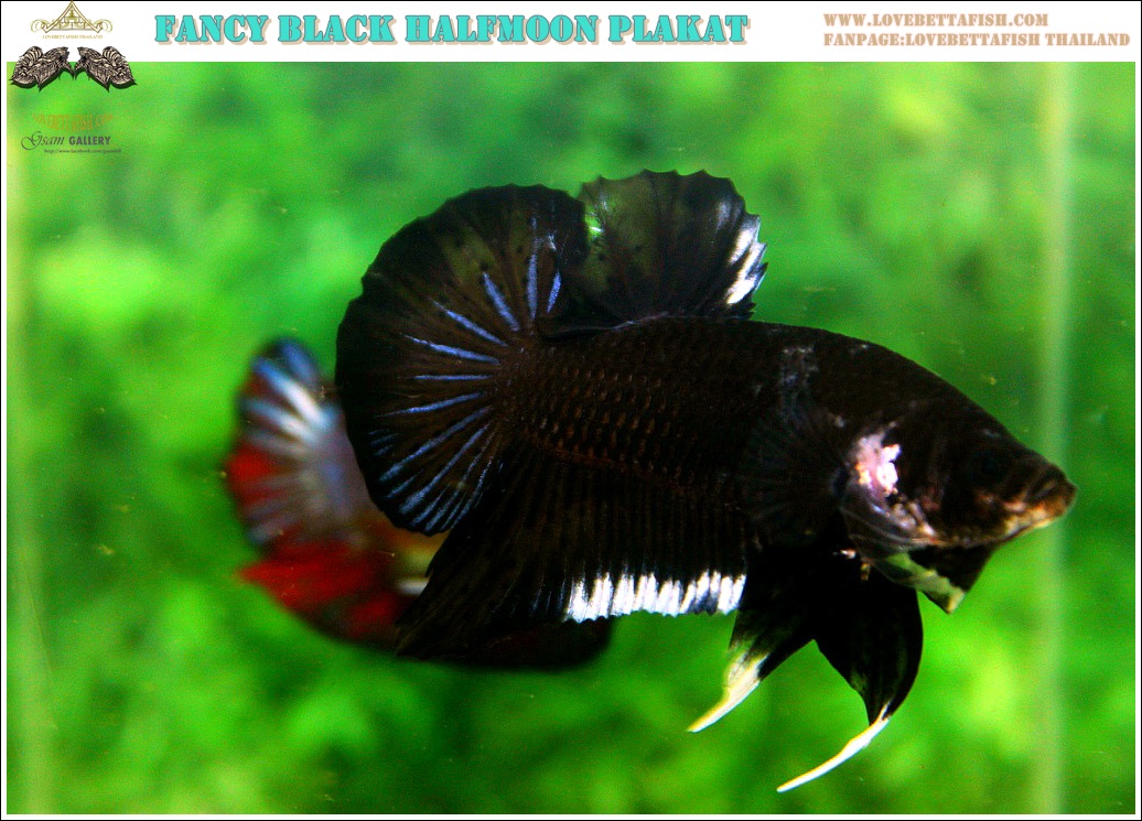 (ขายแล้วครับ)"คัดเกรด"ปลากัดครีบสั้น-Halfmoon Plakats Fancy Black Quality Grade