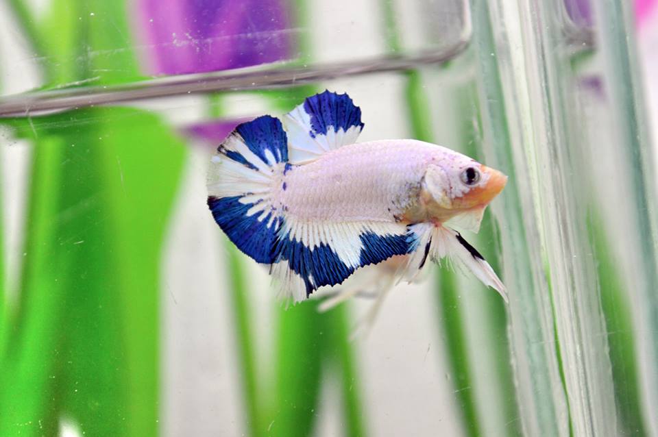 คัดเกรดปลากัดครีบสั้น-Halfmoon Plakat Fancy Marble