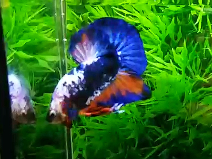 ปลากัดครีบสั้นคัดเกรด - Halfmoon Plakad Fancy Blue Dragon Premium Quality Grade