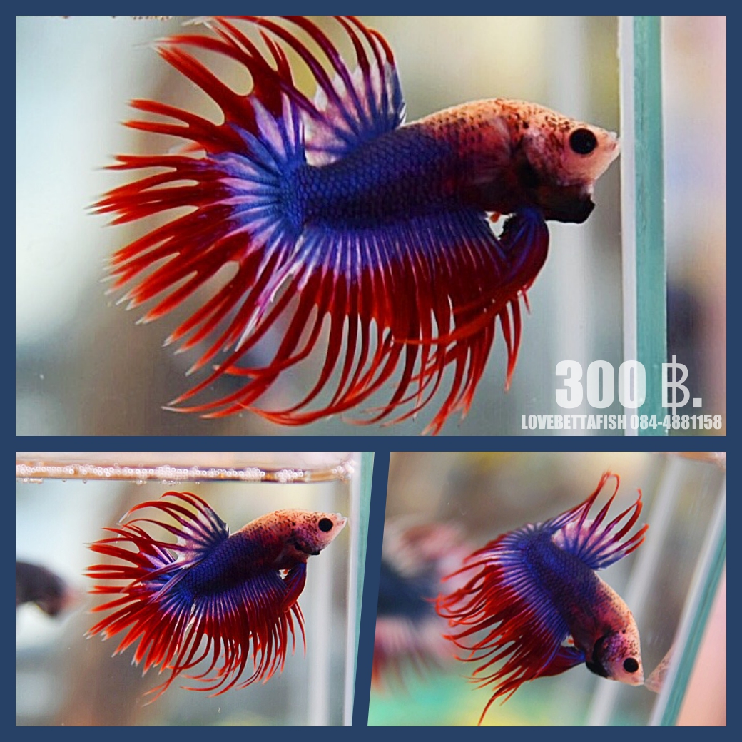 "ลายธงชาติไทย"ปลากัดครีบยาวหางมงกุฎ-Crowntails Thailand Colors Premium Quality Grade