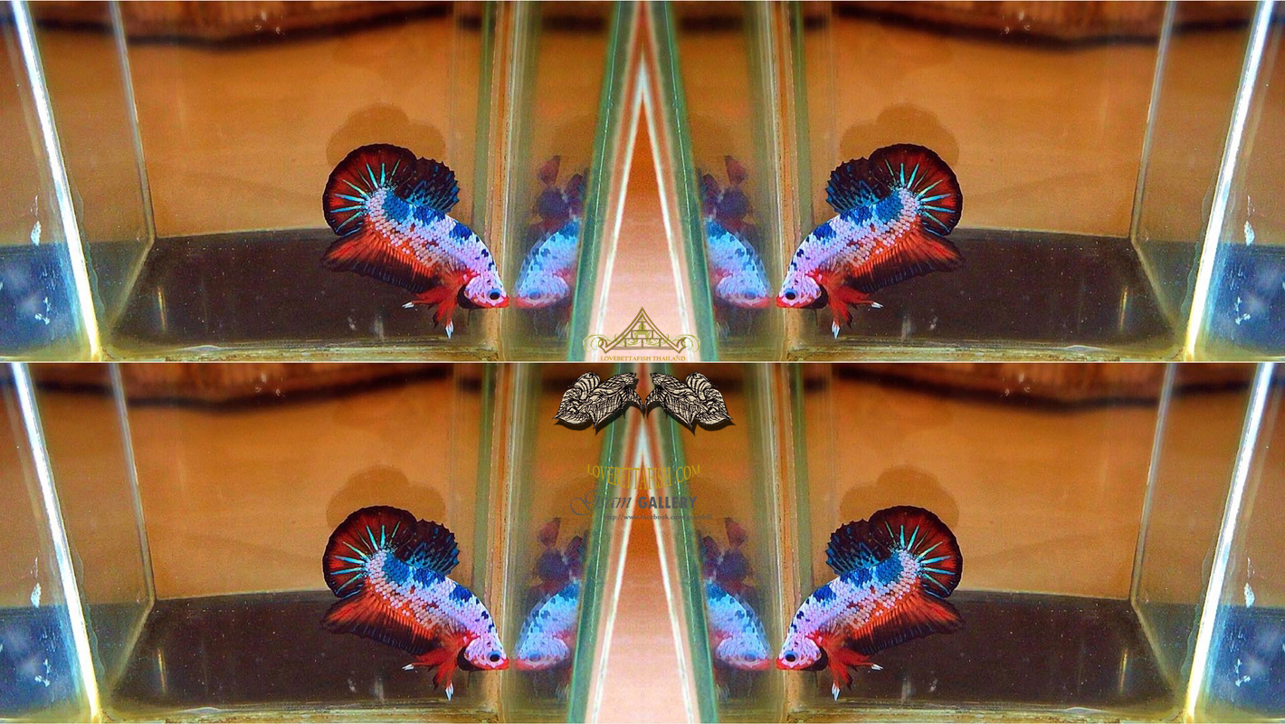 คัดเกรดปลากัดครีบสั้น-Halfmoon Plakat Fancy Dragon