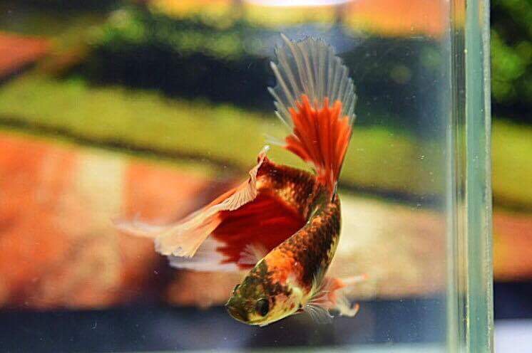 ปลากัดคัดเกรดครีบยาว - Halfmoon Fancy Red Marble Premium Quality Grade AAA+
