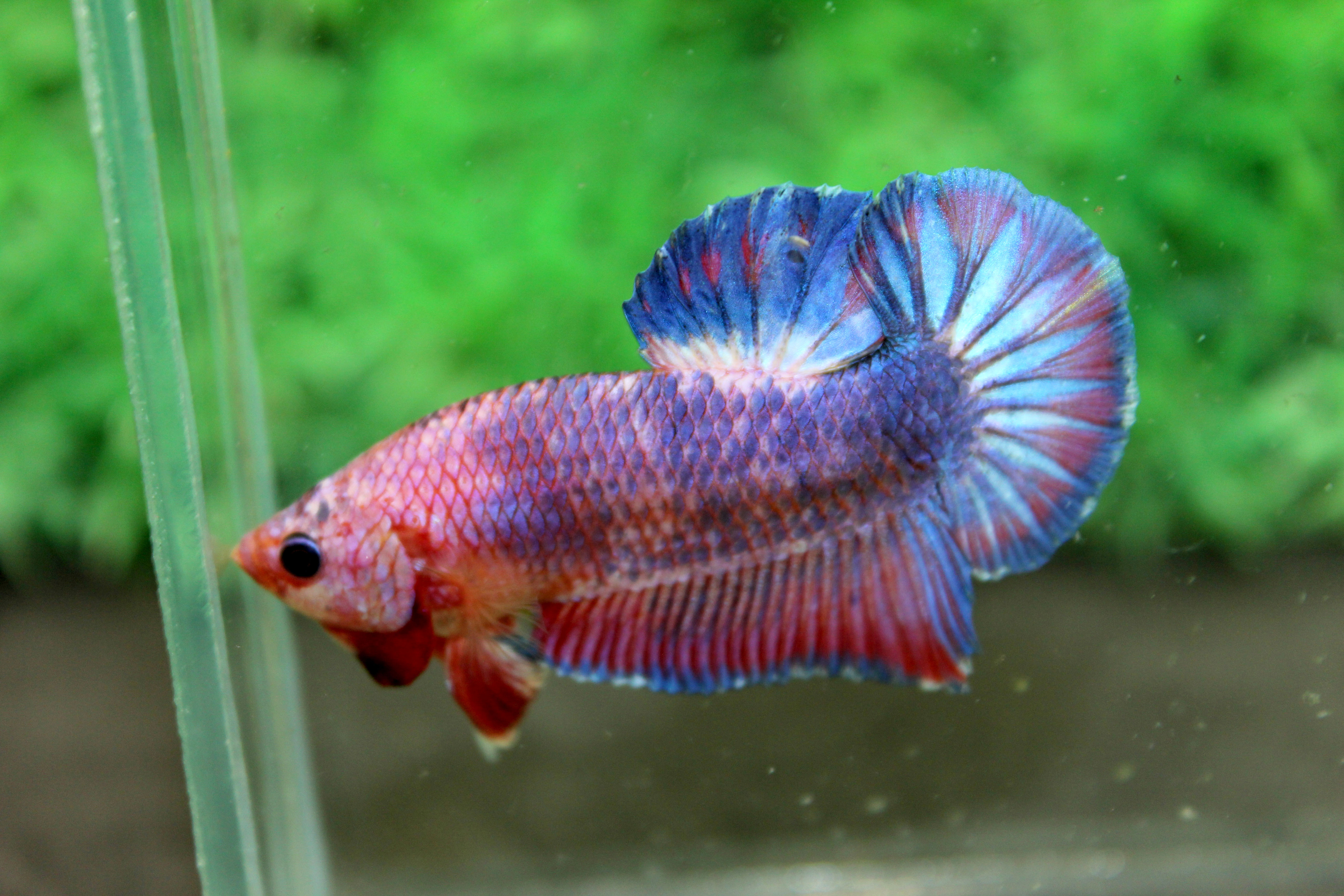 คัดเกรดปลากัดครีบสั้น-Halfmoon Plakad Quality Grade Fancy Sweet Colors