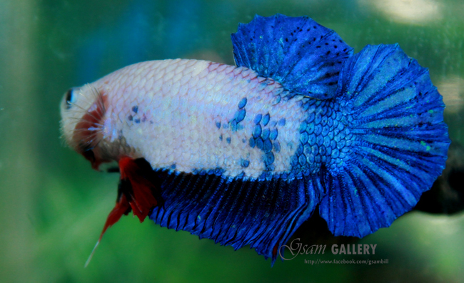 (ขายแล้วครับ)"คัดเกรด"ปลากัดครีบสั้น-Halfmoon Plakats Fancy Dragon Blue