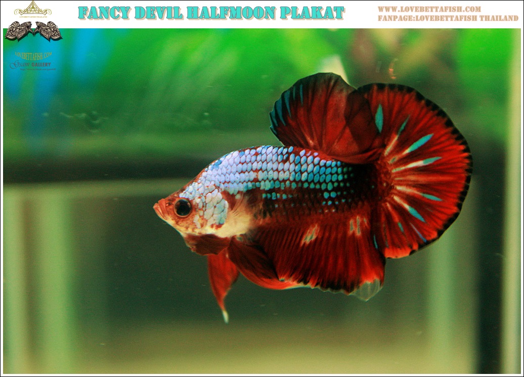 "คัดเกรด"ปลากัดครีบสั้น-Halfmoon Plakats Fancy Dragon Devil Short Body