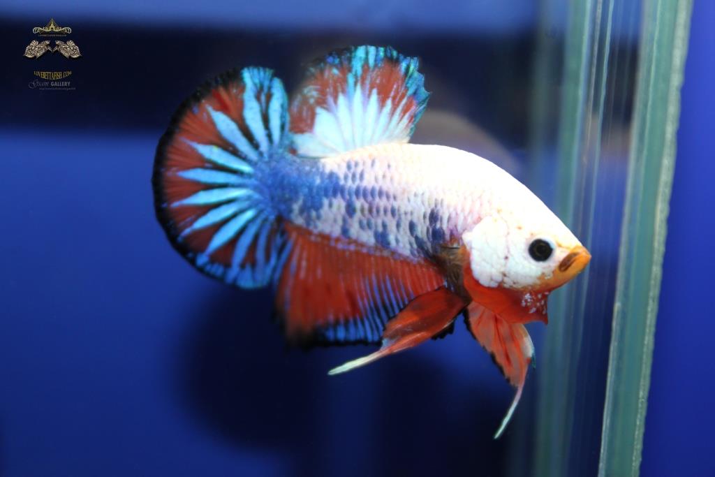 ปลากัดคัดเกรดครีบสั้น - Halfmoon Plakad Fancy Dragon Quality Grade