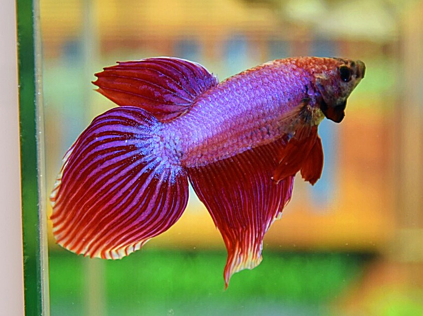ปลากัดจีนคัดเกรดครีบยาว - Veiltails Fancy Premium Quality Grade
