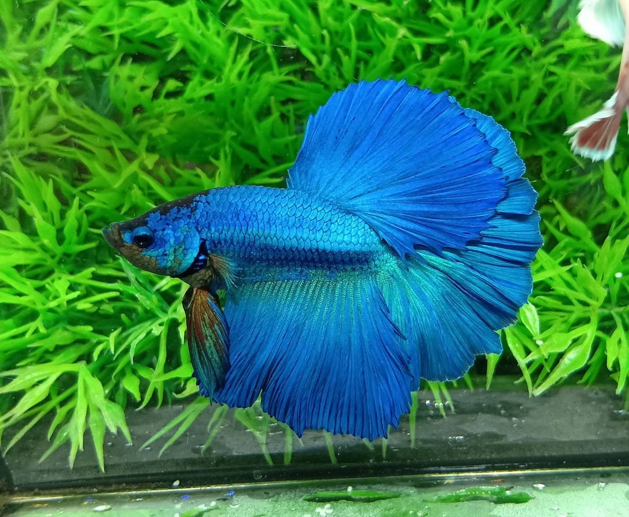 ปลากัดคัดเกรดครีบยาว - Halfmoon Super Blue Green Full Colors Premium Quality Grade