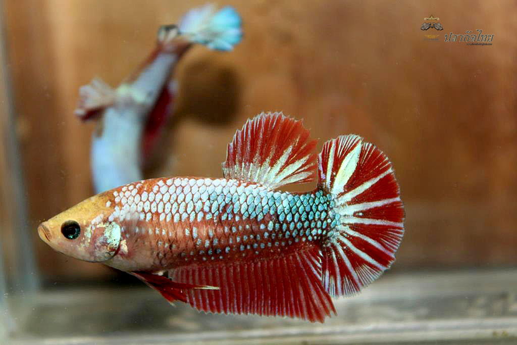 ปลากัดคัดเกรดครีบสั้นตัวเมีย - Halfmoon Plakad Fancy Dragon Premium Quality Grade