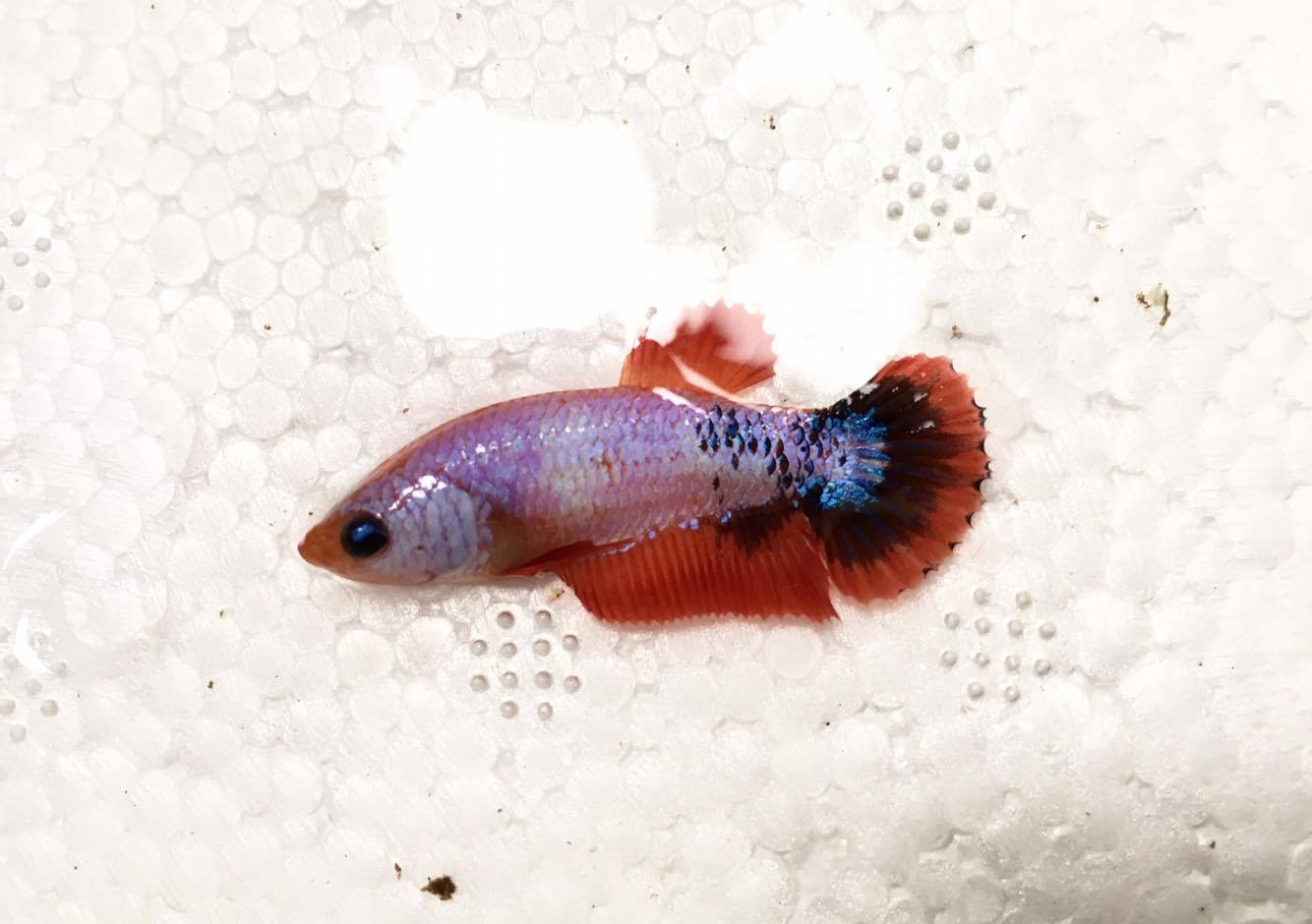 ปลากัดคัดเกรดครีบสั้นเพศเมีย - Female Halfmoon Plakad Fancy Dragon Quality Grade