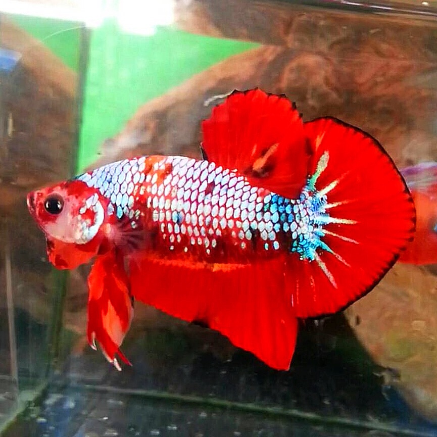 ปลากัดคัดเกรดครีบสั้นแฟนซี - Halfmoon Plakad Fancy Dragon GalaxyPremium Quality Grade