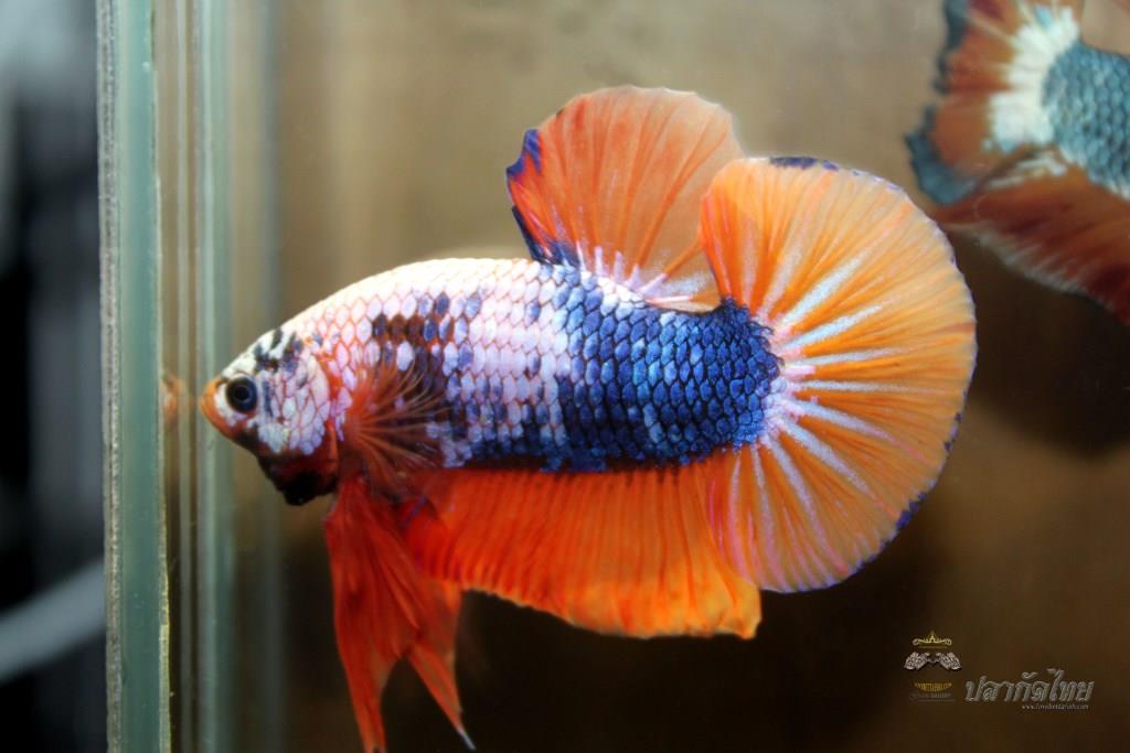ปลาใหญ่ขนาดเกือบ 1.8-1.9 นิ้ว ปลากัดคัดเกรดครีบ - Halfmoon Plakad Fancy Orange Mustrad Premium Quality Grade