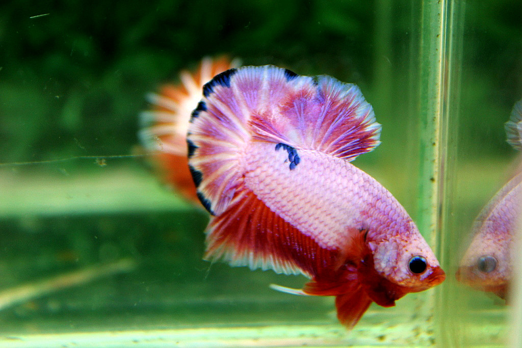 คัดเกรดปลากัดครีบสั้น-Halfmoon Plakat Pink Marble Dragon Hi - Quality Grade