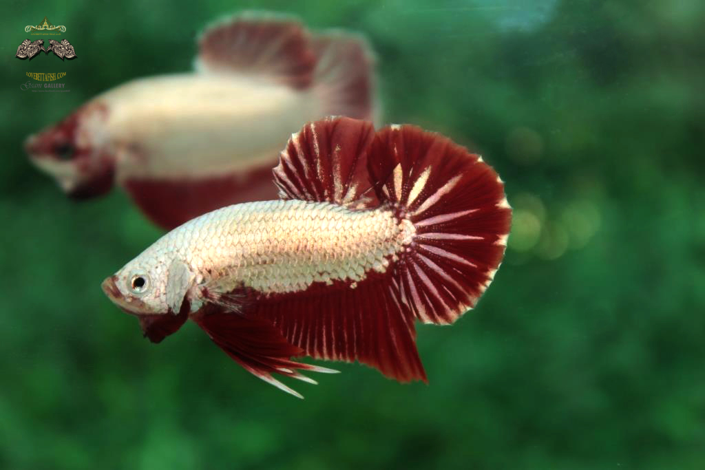 ปลากัดคัดเกรดครีบสั้น - Halfmoon Plakad Red Dragon Quality Grade