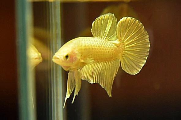 "ปลากัดสีทอง Super Gold" ปลากัดคัดเกรดครีบสั้น - Halfmoon Plakad Super Gold Quality Grade