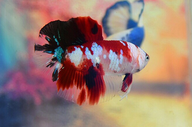 ปลากัดคัดเกรดครีบสั้น - Halfmoon Plakad Fancy Koi Premium Quality Grade AAA+