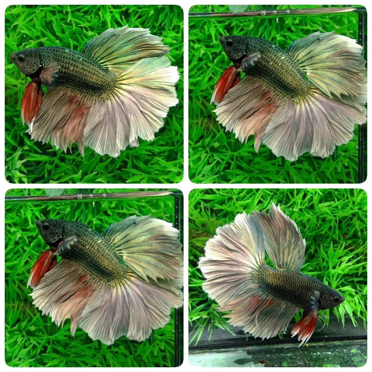 ปลากัดคัดเกรดครีบยาว - Halfmoon Copper Colors Premium Quality Grade