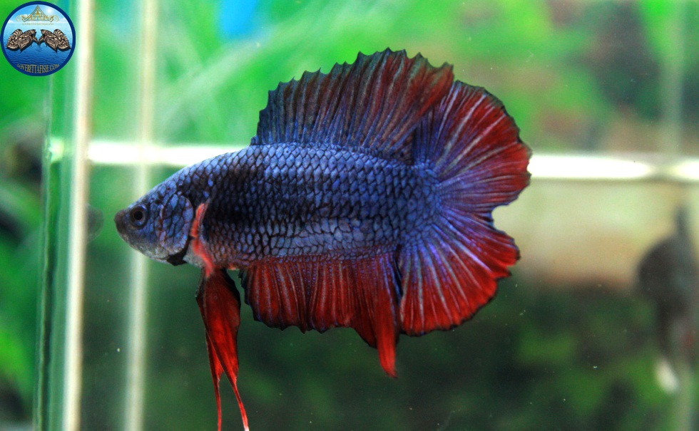 (ขายแล้วครับ)"คัดเกรด"ปลากัดครีบสั้น-Halfmoon Plakats Double Tails Fancy