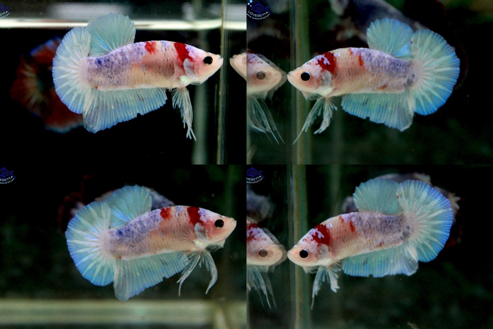 (ขายแล้วครับ)"คัดเกรด"ปลากัดครีบสั้น-Halfmoon Plakats Fancy Koi