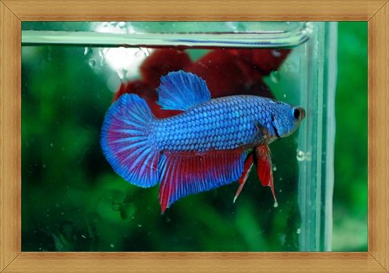 ปลากัดครีบสั้น - Fancy Halfmoon Plakats