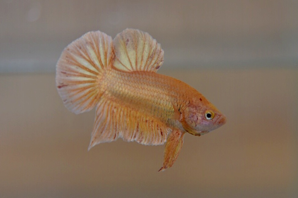 ปลากัดคัดเกรดครีบสั้น - Halfmoon Plakad Gold Quality Grade
