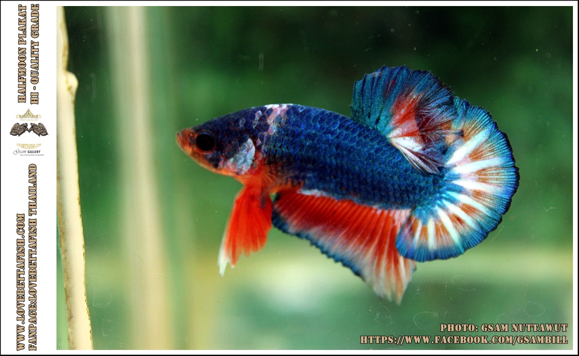 Hi - Premium Grade AAA+ คัดเกรดปลากัดครีบสั้น-Over Tails Halfmoon Plakad Fancy Blue Orange