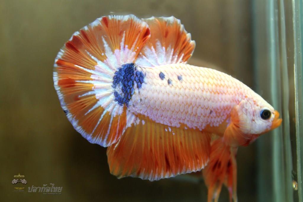 ปลาใหญ่ขนาดเกือบ 1.8-1.9 นิ้ว ปลากัดคัดเกรดครีบ - Halfmoon Plakad Fancy Orange Dragon Premium Quality Grade