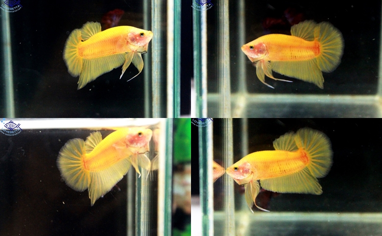 (ขายแล้วครับ)"คัดเกรด"ปลากัดครีบสั้น-Halfmoon Plakats Super Yellow