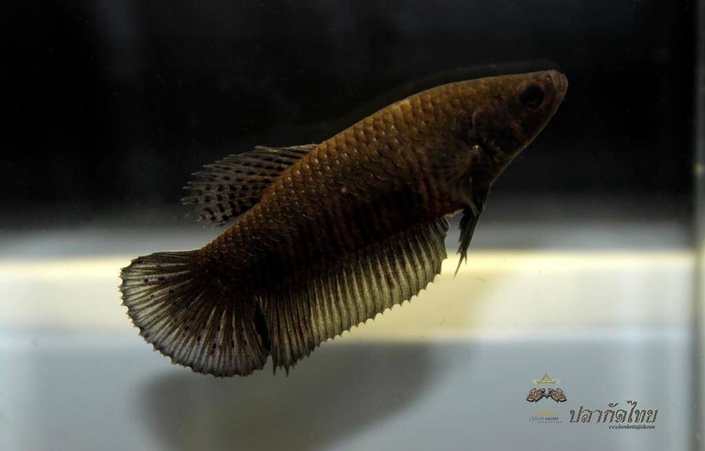 ปลากัดคัดเกรดครีบสั้นตัวเมีย - Halfmoon Plakad Super Black Premium Quality Grade