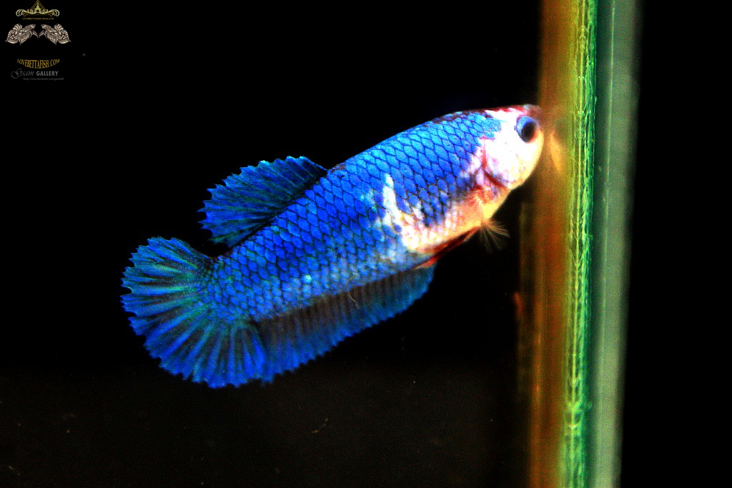 (ขายแล้วครับ)ตอนรับปีใหม่"คัดเกรด"ปลากัดครีบสั้นตัวเมีย-Halfmoon Plakats Female Green Marble